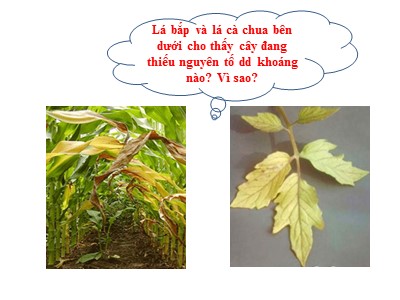 Bài giảng Sinh học 11 - Chủ đề: Dinh dưỡng nitơ ở thực vật