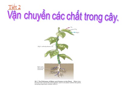 Bài giảng Sinh học 11 - Bài 2: Vận chuyển các chất trong cây - Năm học 2022-2023 - Nguyễn Lan Phương