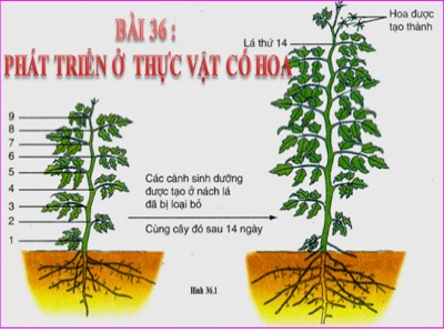 Bài giảng Sinh học 11 - Bài 36: Phát triển ở thực vật có hoa - Năm học 2022-2023 - Hà Hoàng Nam - Trường THPT Phan Bội Châu